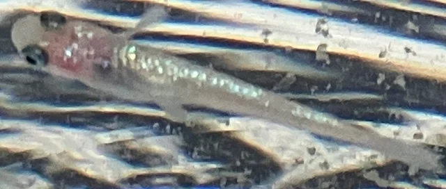 ラズリーメダカ 稚魚 １１６日目