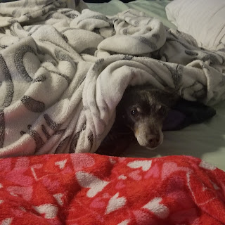 Small brown dog lying on a bed with blankets surrounding her