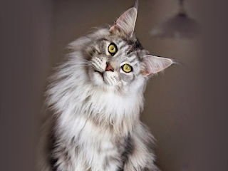 Maine Coon, precio maine coon, raza maine coon, gato maine coon, razas de gatos caro, pedigree gatos, precio  gato