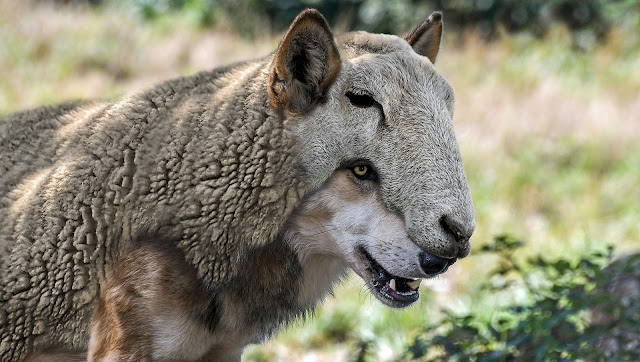 wolf wearing sheep's skin