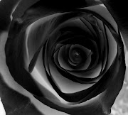 Black rose pict (black rose )
