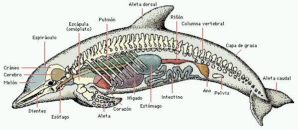 Resultado de imagen de EL ESQUELETO DE UN DELFÍN