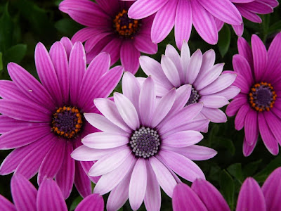 arbusto-de-flores-de-petalos-color-purpura