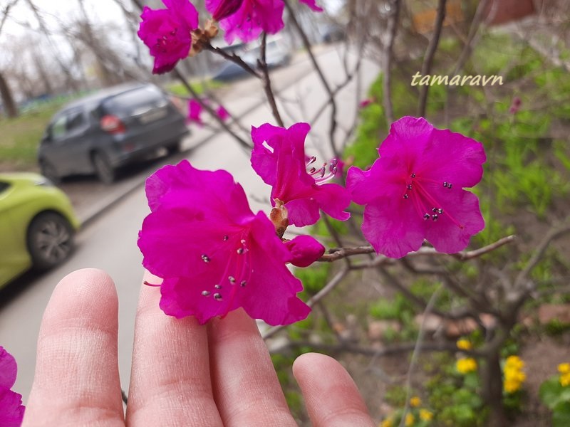 Рододендрон остроконечный (Rhododendron mucronulatum)