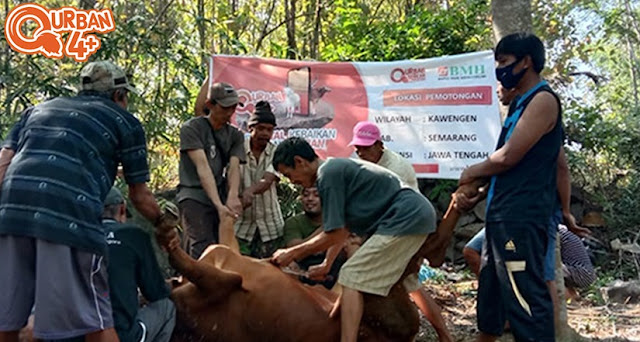 Qurban 4+ BMH Jawa Tengah Yang Sempurna Tertunaikan