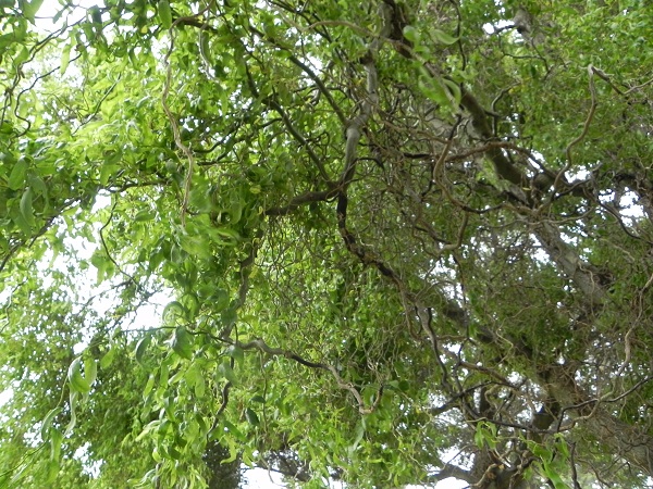 Here is our majestic Twisted Willow tree It is over 30 feet tall and I have