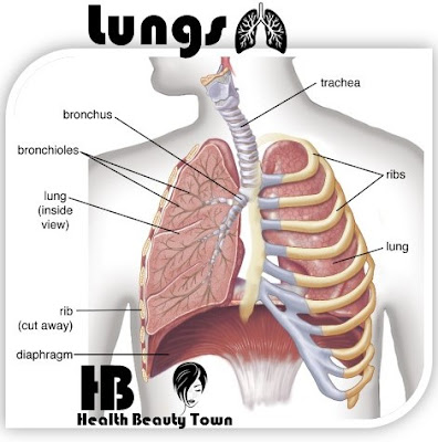 Lungs