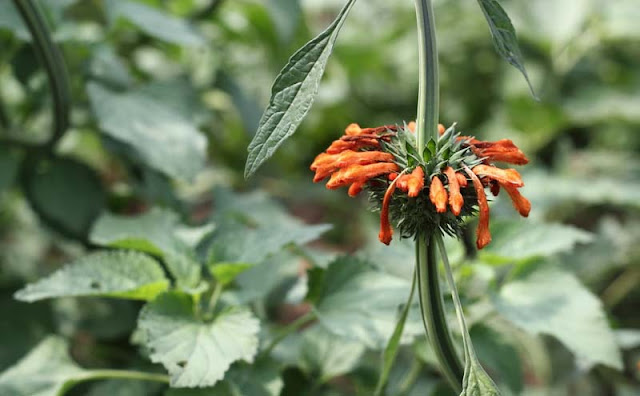 Lions Ear Flowers Pictures