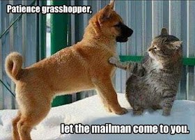30 Funny animal captions - part 27 (30 pics), animal pictures with captions