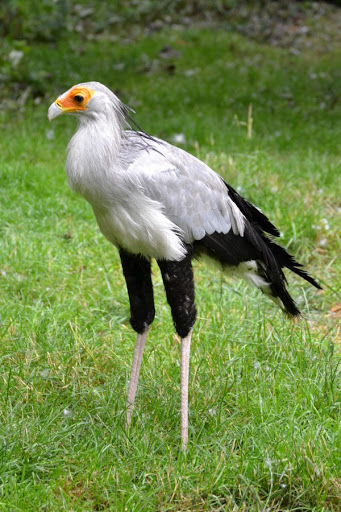 252520SecretaryBird