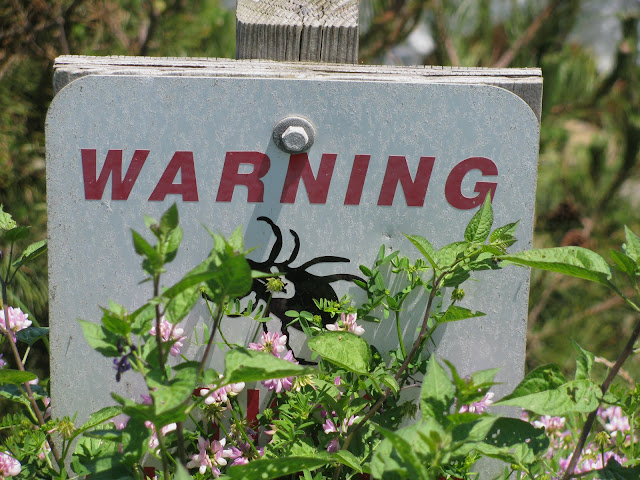 Deer-Ticks-in-Montauk-Point-on-Long-Island-New-York