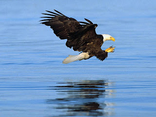 Bald Eagle Wallpaper