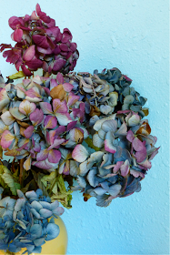 hydrangea, hydrangeas, hydrangeas drying, dried hydrangea