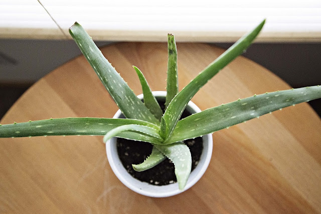 Can Dogs Eat Aloe Vera? Is Safe Use of Aloe Vera for Your Dog!