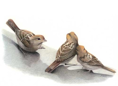 enigma britain, house sparrows, britain sparrow, sparrows, the sparrow, sparrow birds, birds sparrow, photos of sparrows