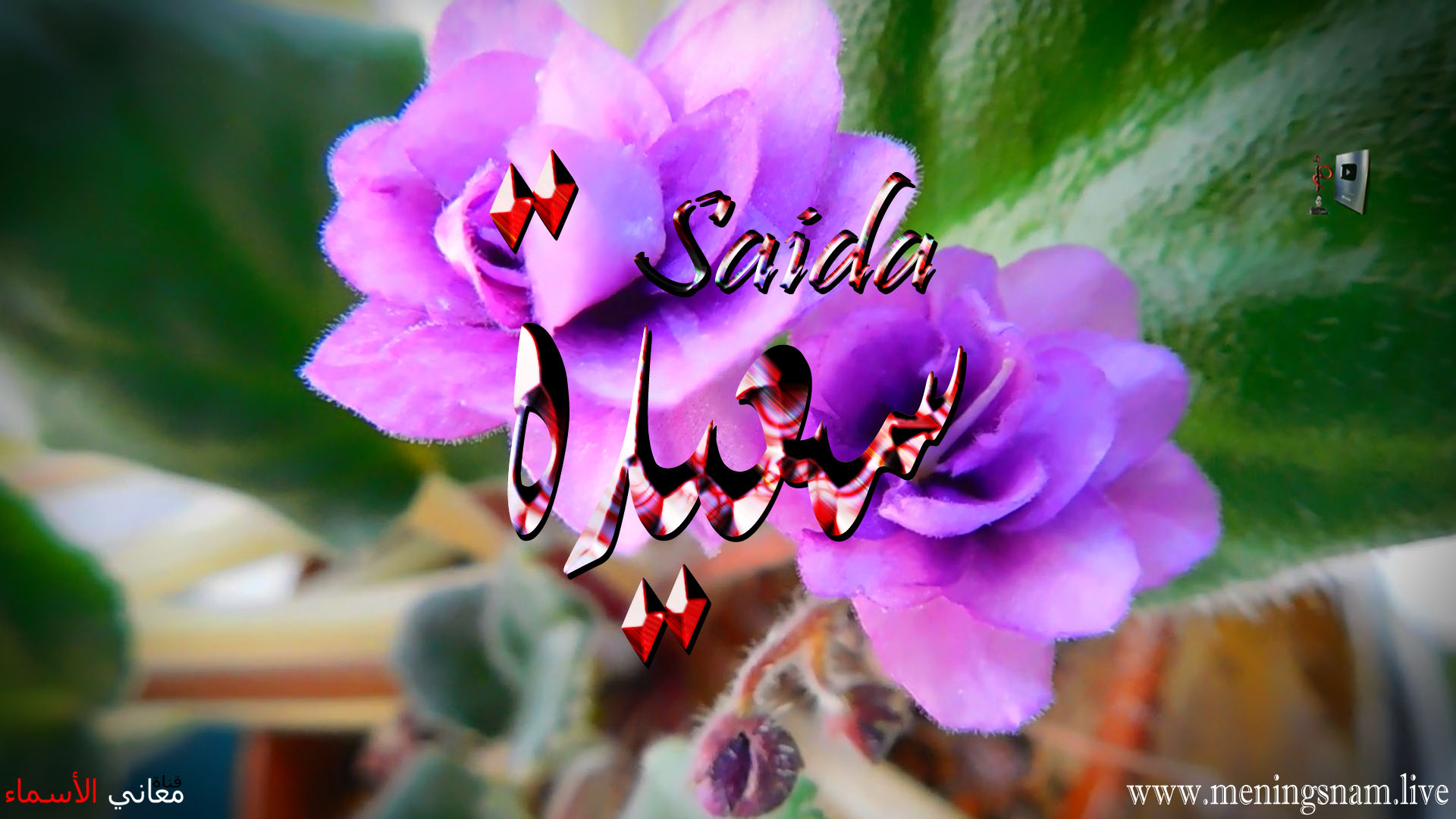 معنى اسم, سعيدة, وصفات, حاملة, هذا الاسم, Saida,