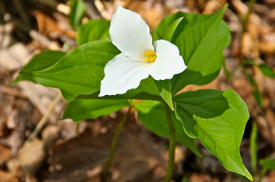 Trillium grandiflorum (Large-flowered Trillium)