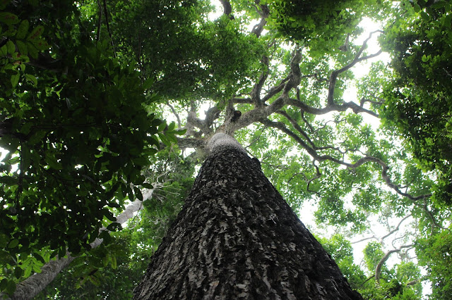 Tropical trees are living time capsules of human history