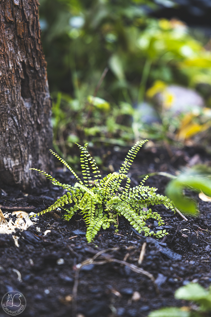 Oravankesäpesä siirtolapuutarha tummaraunioinen Asplenium trichomanes