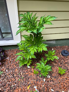 Amorphophallus bulbifer growth in a four day span from June 26th to June 30th.