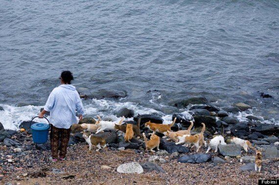 Tashirojima, la isla de los gatos