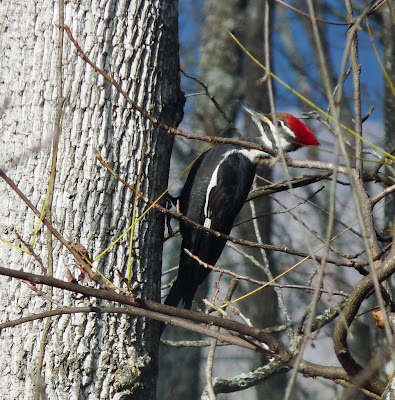 female pileated woodpecker