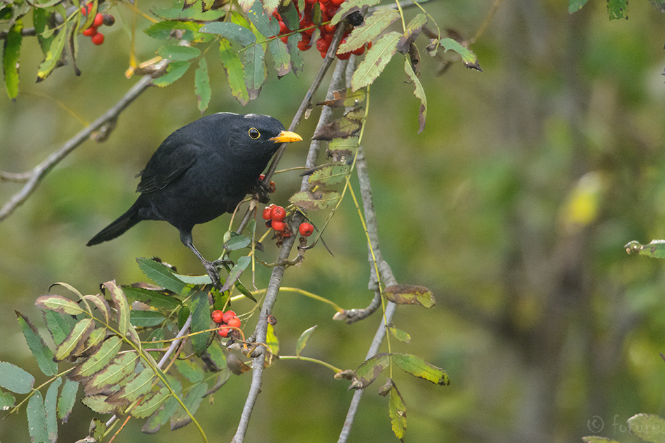 Musträstas, Turdus merula, Common Blackbird, rästas, Eurasian, Black Thrush