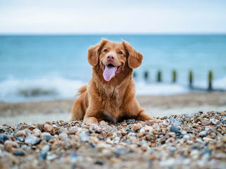 4 Dog Friendly Beaches in Sidmouth