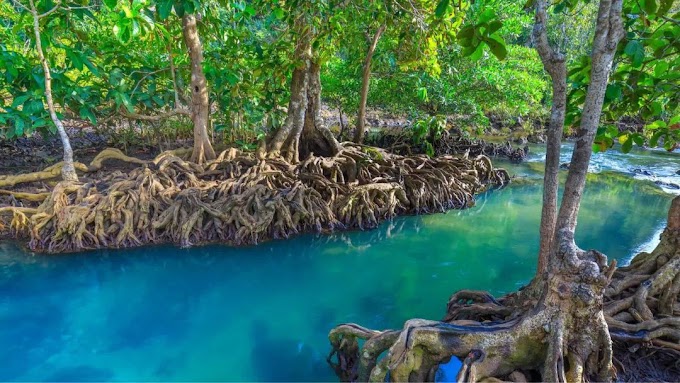 5 Destinasi Wisata Hutan Mangrove Di Indonesia yang Seru