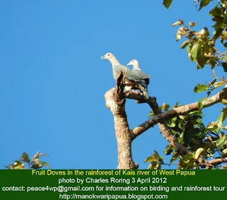 pinon imperial pigeon