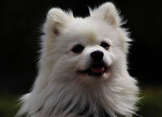 Spitz is a dog with a cheerful nature