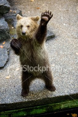 bear hi five