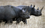 IMAGENES DE RINOCERONTES (rinocerontes)