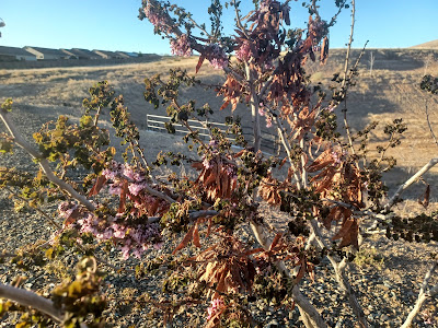 a close-up of tree branches with some pink flowers, orange seed pods, desert in the background