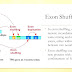 Exon Shuffling - Domain Shuffling