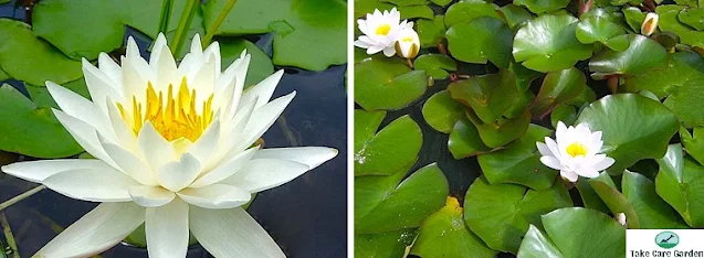 Ninféia-branca: Conheça essa flor resistente e delicada