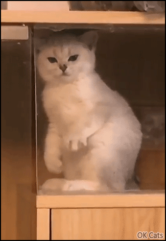 Funny Cat GIF • Kitten standing up kneading the air in a weird position. Mode ‘Air biscuit’ activated [ok-cats.com]