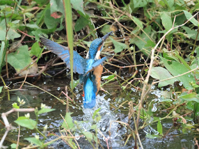 水面飛出し 黒目川カワセミ