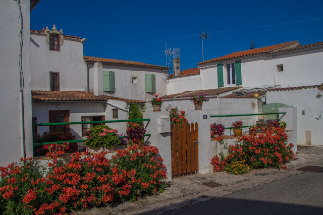 L'île de Ré en fleurs