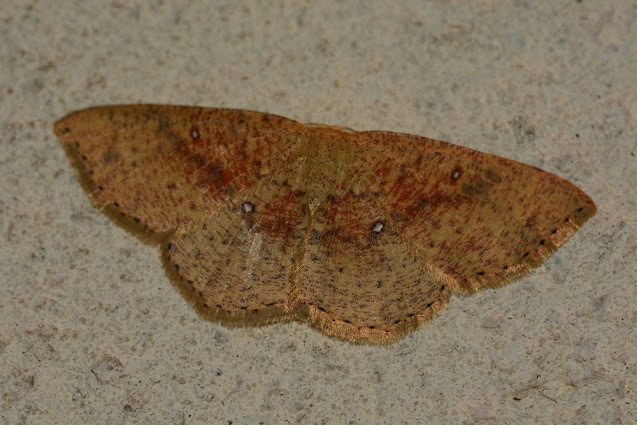 Cyclophora porata