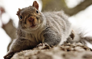 squirrel pets animal wallpaper