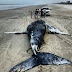 Baleia jubarte é encontrada morta em Pontal do Paraná