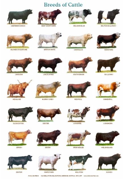 Breeds of Cattle