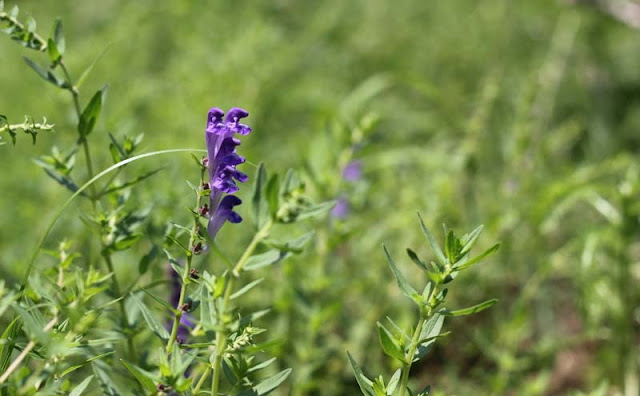 Baikal Skullcap Flowers Pictures