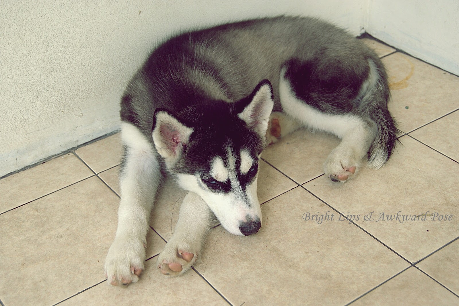 Bright Lips &amp; Awkward Pose: Daily Life of Kimberley the Siberian Husky