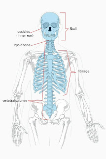 Diagram-of-human-skeletal-system-hindi