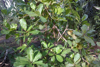 Ulam-ulaman dan Sayur-sayuran Kampung