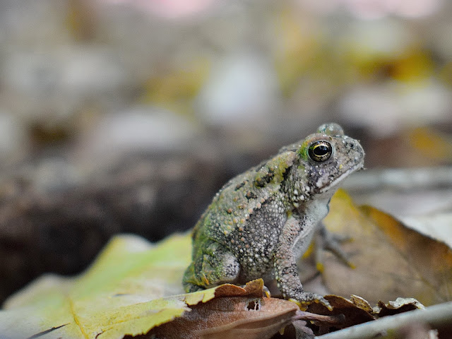 toad woods frog forest creature