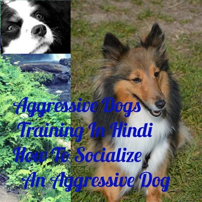 Aggressive dog training