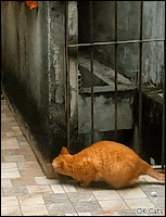 Funny Cat GIF • Sneak cat attack. How to knock down your opponent with a legendary skills [ok-cats.com]